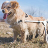 犬の介護用品レンタルおすすめの選び方！老犬用車椅子やグッズを賢く活用