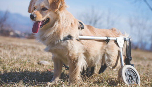 犬の介護用品レンタルおすすめの選び方！老犬用車椅子やグッズを賢く活用