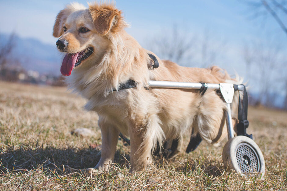 犬の介護用品レンタルおすすめの選び方！のアイキャッチ