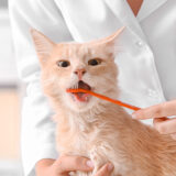 猫の歯石取りは必要？獣医での除去費用や自分で行うリスク・年齢制限を解説