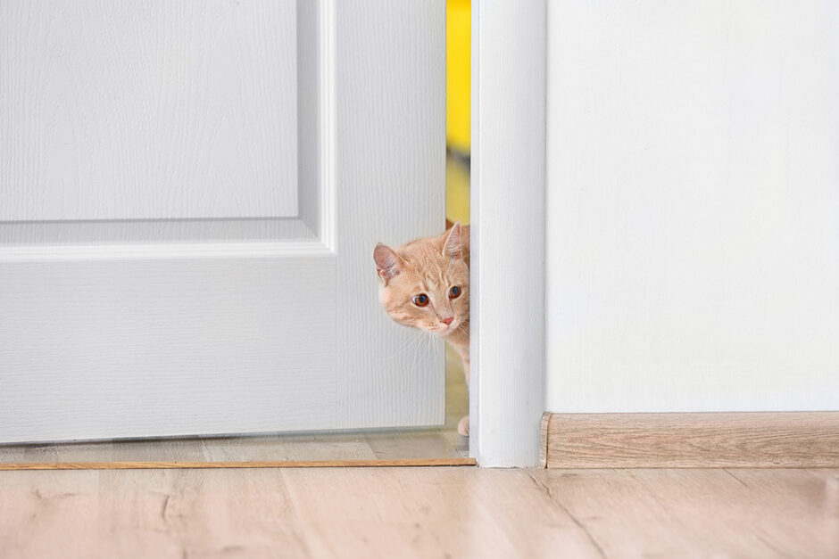 猫の脱走防止アイデア決定版！のアイキャッチ