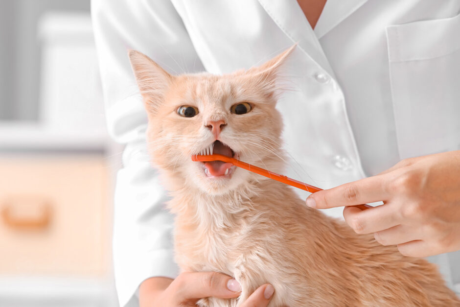 猫の歯石取りは必要？のアイキャッチ