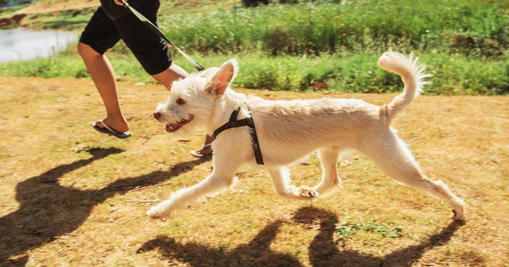 すっぽ抜けを確実に防ぐ散歩中の実践的対策