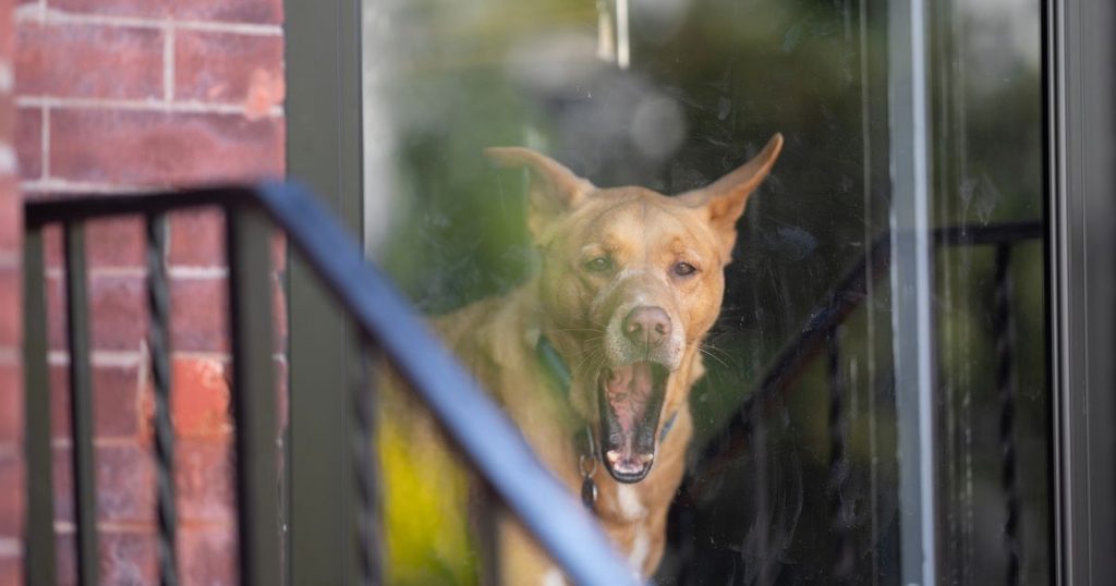 犬が留守番中に遠吠えをする主な原因のイメージ画像