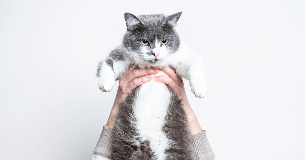 猫のコード噛みを物理的に遮断する効果的な対策のイメージ