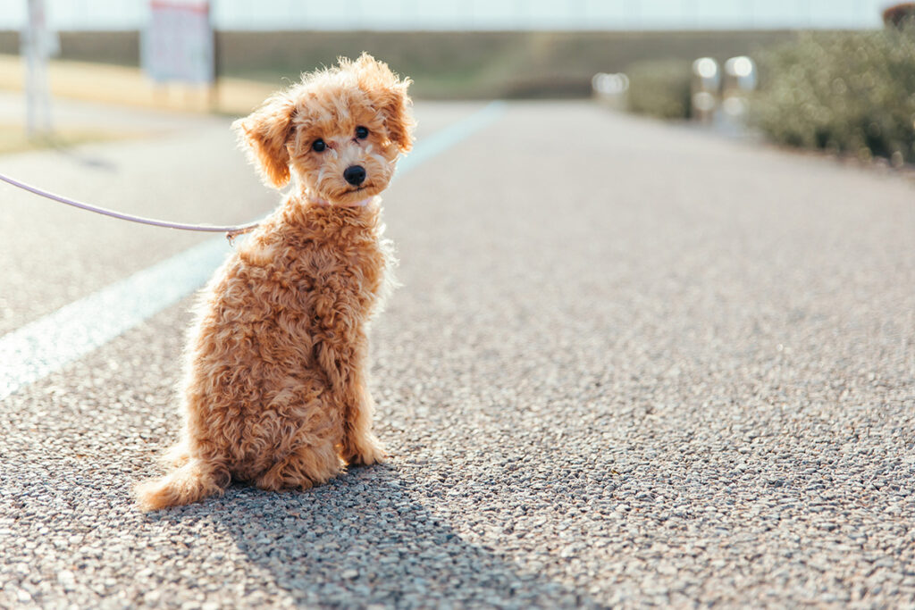 犬の介護用品をレンタルするメリット・デメリットのイメージ