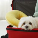 ペットホテルで犬が受けるストレスとは？原因と兆候、負担を減らす5つの対策をプロが解説