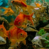 淡水魚に水道水を使用する際の基礎知識と注意点を解説
