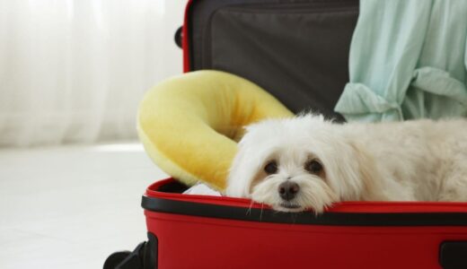 ペットホテルで犬が受けるストレスとは？原因と兆候、負担を減らす5つの対策をプロが解説