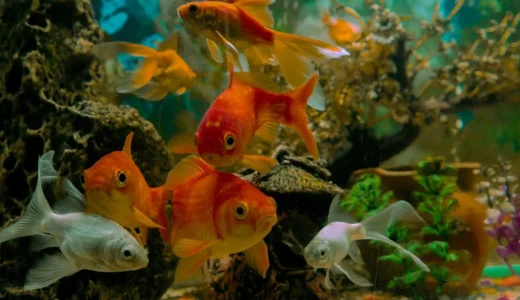 淡水魚に水道水を使用する際の基礎知識と注意点を解説