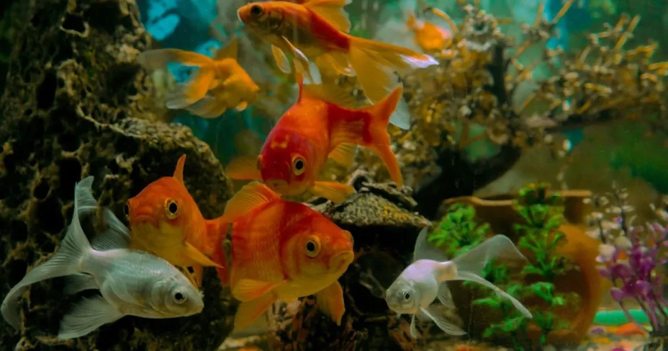 淡水魚に水道水を使用する際の基礎知識と注意点を解説