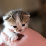 子猫がケージから出たがる時は無視すべき？鳴く理由と正しい対処法を解説