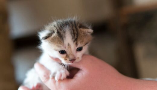 子猫がケージから出たがる時は無視すべき？鳴く理由と正しい対処法を解説