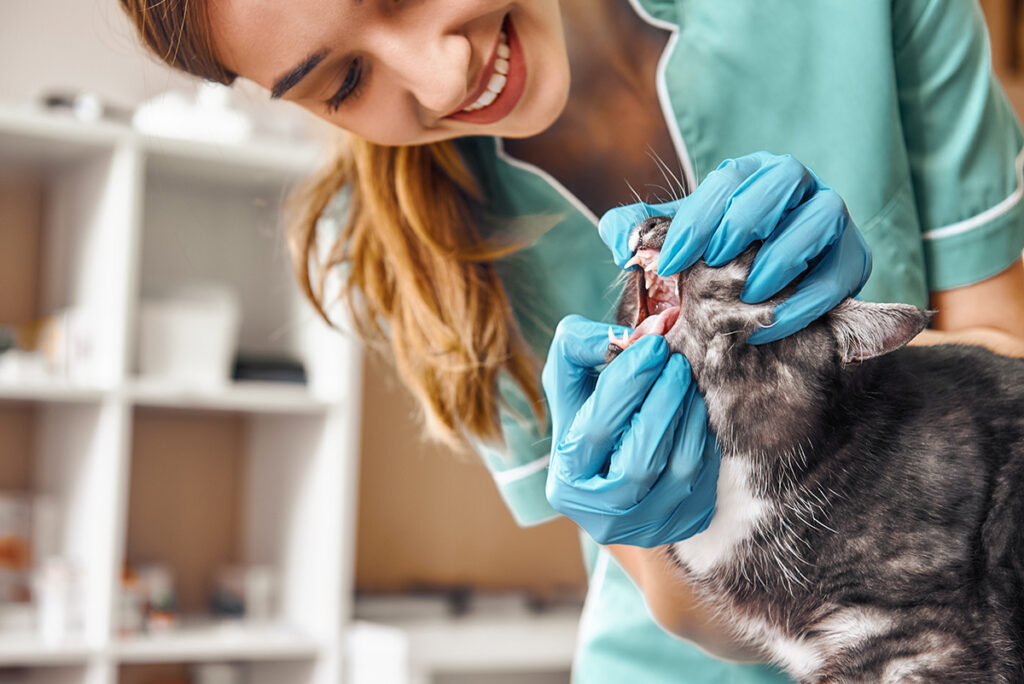 猫の歯石取り（除去）が必要とされる理由のイメージ