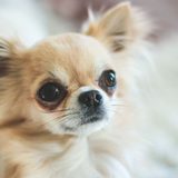 犬が涙やけ拭きを嫌がる原因と解決策！獣医推奨の正しいケア法