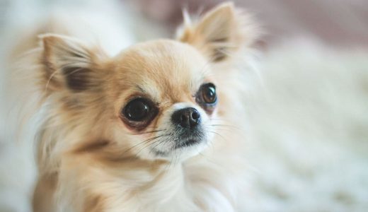 犬が涙やけ拭きを嫌がる原因と解決策！獣医推奨の正しいケア法
