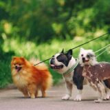 犬の散歩で起きる肉球のやけど対策！見落としがちな症状と正しい応急処置