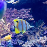 海水魚飼育の比重とは？高めが良い理由や比重計を解説