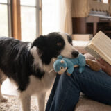 犬がおもちゃをしつこく持ってくるのはなぜ？理由と正しい対処法を解説