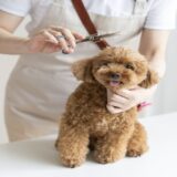 犬のトリミング、初めてはいつから？適切な時期や準備・当日の流れを詳しく解説