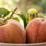 インコは桃を食べられる？桃以外にインコが食べて良い野菜や果物も解説