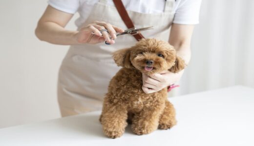 犬のトリミング、初めてはいつから？適切な時期や準備・当日の流れを詳しく解説