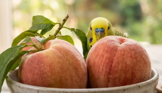 インコは桃を食べられる？桃以外にインコが食べて良い野菜や果物も解説