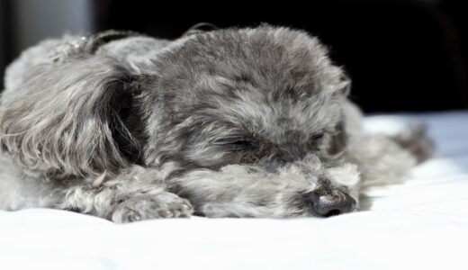 犬の飼育費用は月々いくら？サイズ別の目安と内訳、節約方法を解説