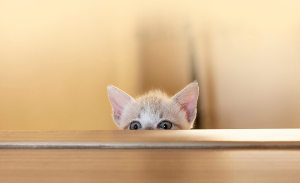 猫が脱走する主な理由と絶対に無視できない危険スポットのイメージ