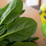 ほうれん草はインコに与えても大丈夫？シュウ酸のリスクは？