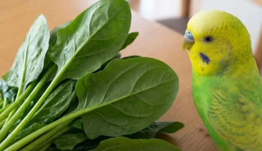 ほうれん草はインコに与えても大丈夫？シュウ酸のリスクは？