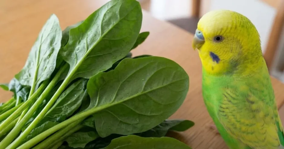 ほうれん草はインコに与えても大丈夫？シュウ酸のリスクは？