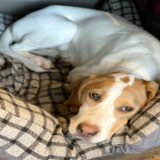 犬が吐き戻しをした後の食事はいつから？適切なタイミングやおすすめの食事・受診の目安を解説