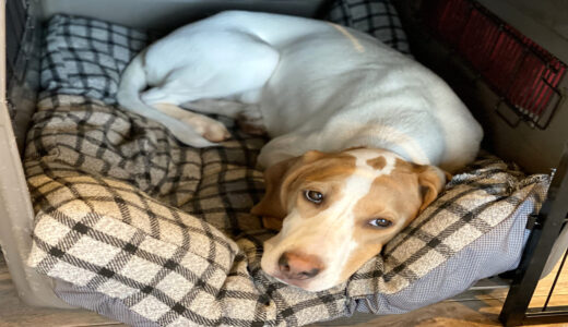犬が吐き戻しをした後の食事はいつから？適切なタイミングやおすすめの食事・受診の目安を解説
