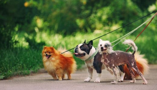 犬の散歩で起きる肉球のやけど対策！見落としがちな症状と正しい応急処置