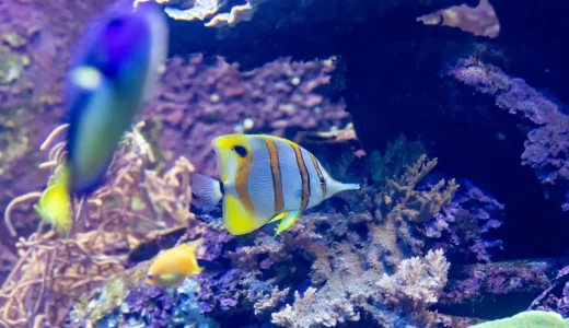海水魚飼育の比重とは？高めが良い理由や比重計を解説