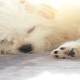 犬の肉球がカサカサになる原因は？正しい保湿ケアや受診の目安を解説