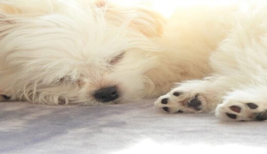 犬の肉球がカサカサになる原因は？正しい保湿ケアや受診の目安を解説