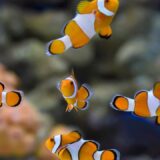 熱帯魚のカルキ抜き完全ガイド！必要な理由と正しい方法・注意点をプロが解説