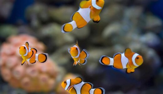 熱帯魚のカルキ抜き完全ガイド！必要な理由と正しい方法・注意点をプロが解説