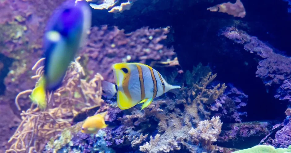 海水魚飼育の比重とは？高めが良い理由や比重計を解説