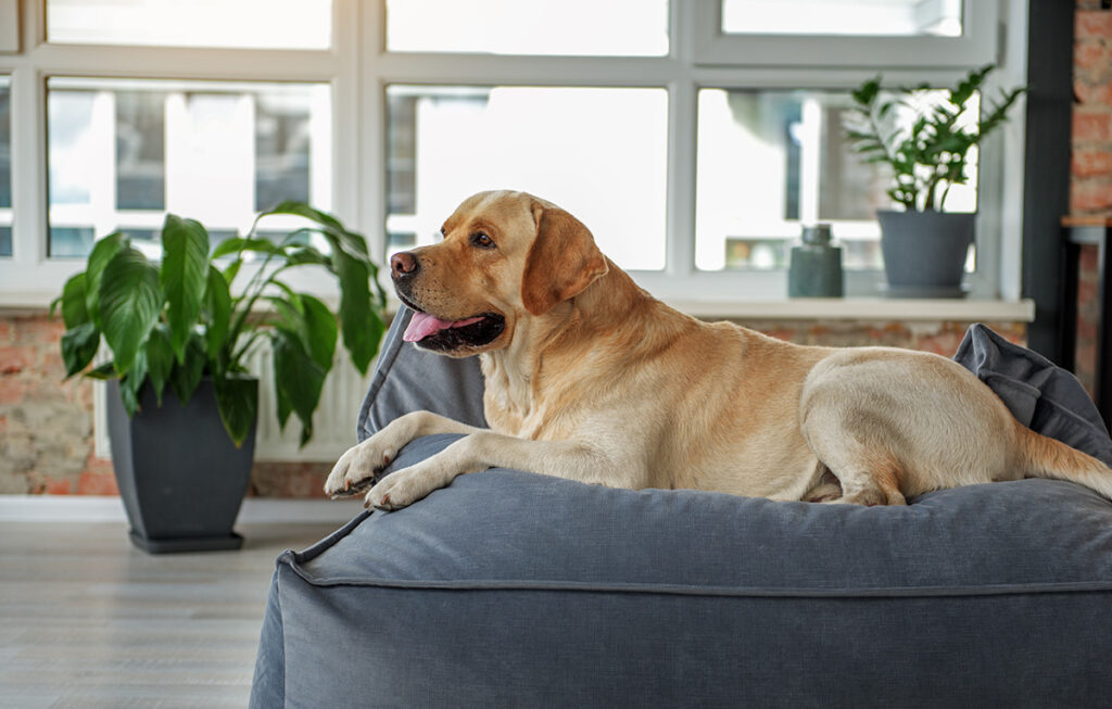 老犬介護用品レンタルで人気の代表的なアイテムのイメージ