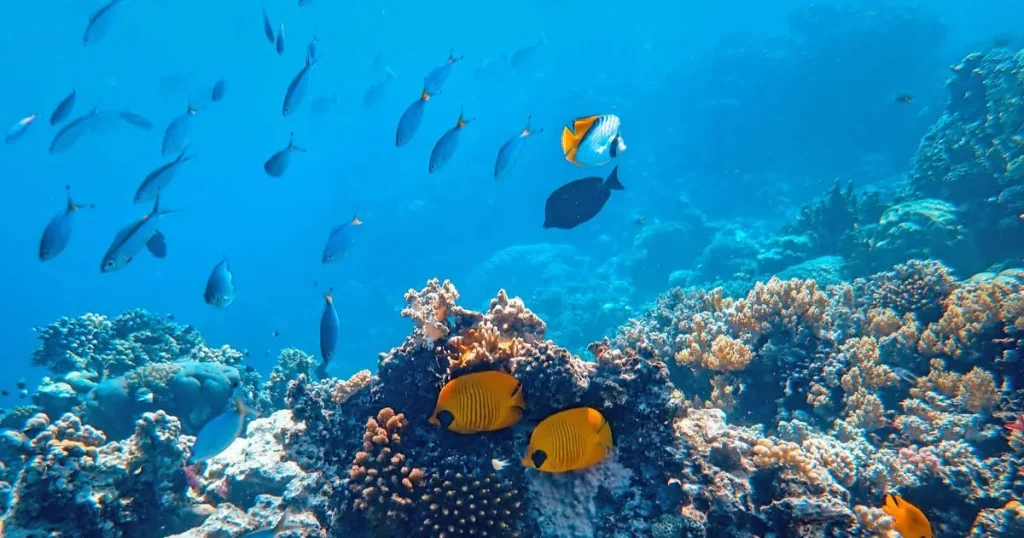 海水魚の飼育における比重とは