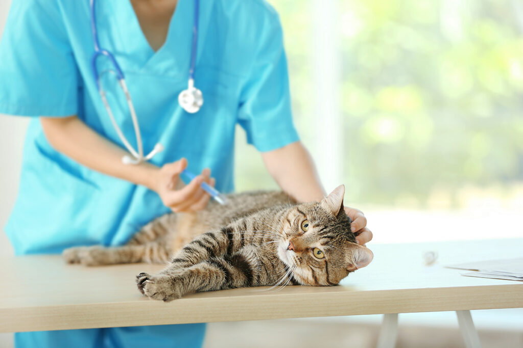 猫の歯石除去は獣医に任せるべき理由のイメージ