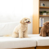 先住犬と子犬が慣れるまでの期間は？対面手順とスムーズに馴染ませるコツ