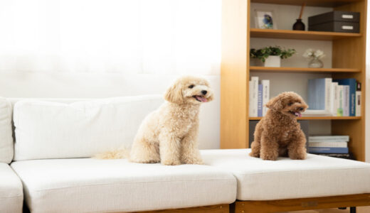 先住犬と子犬が慣れるまでの期間は？対面手順とスムーズに馴染ませるコツ