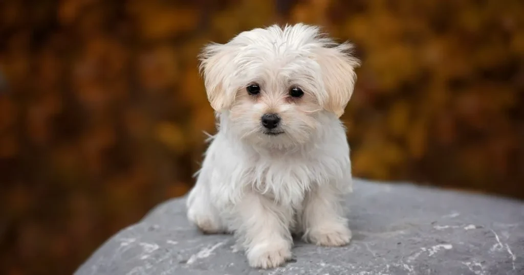 犬がフードを食べないのにおやつだけ食べる際の注意点