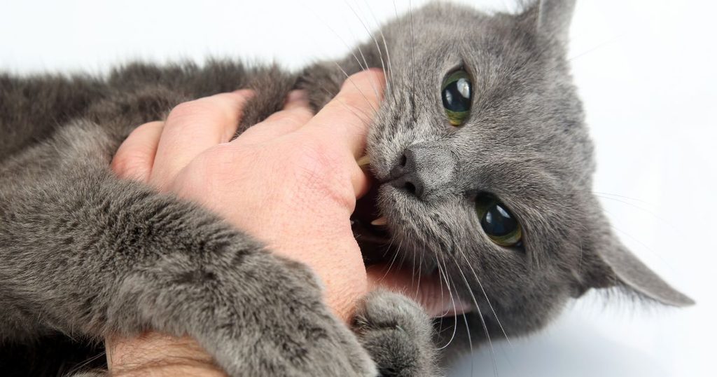 猫が電気コードを噛む4つの理由と心理的背景のイメージ