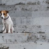 愛犬が階段を降りられない理由とは？考えられる病気やケガ・対策を徹底解説