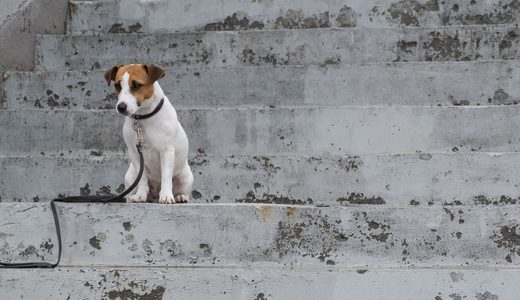 愛犬が階段を降りられない理由とは？考えられる病気やケガ・対策を徹底解説